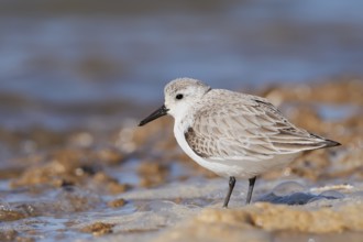 Sanderling (Calidris alba) in its final plumage, Algarve, Portugal