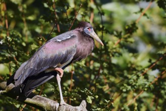 Abdim's stork or rain stork (Ciconia abdimii) stands on a branch, captive, occurrence in Africa