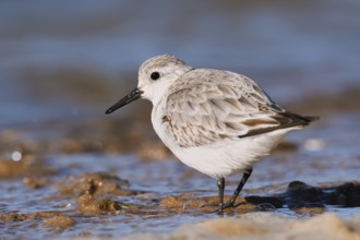 Sanderling (Calidris alba) in its final plumage, Algarve, Portugal