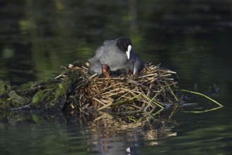 Eurasian Coot (Fulica atra) with chicks on the nest, North Rhine-Westphalia, Germany