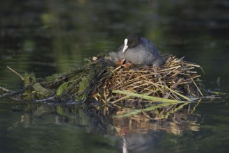 Eurasian Coot (Fulica atra) with chicks on the nest, North Rhine-Westphalia, Germany