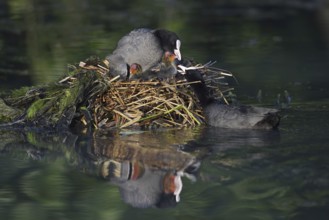 Eurasian Coot (Fulica atra) with chicks on the nest, North Rhine-Westphalia, Germany
