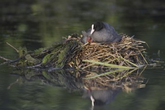 Eurasian Coot (Fulica atra) with chicks on the nest, North Rhine-Westphalia, Germany