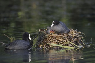 Eurasian Coot (Fulica atra) with chicks on the nest, North Rhine-Westphalia, Germany