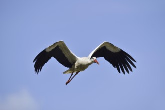 White stork (Ciconia ciconia) flying, North Rhine-Westphalia, Germany