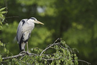 Grey heron (Ardea cinerea) standing on a branch, North Rhine-Westphalia, Germany