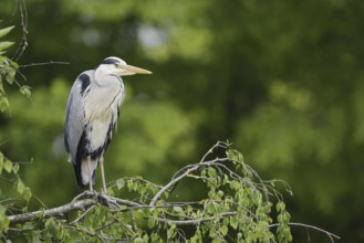 Grey heron (Ardea cinerea) standing on a branch, North Rhine-Westphalia, Germany