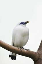 Bali mynah (Leucopsar rothschildi), endangered species, captive, native to Bali