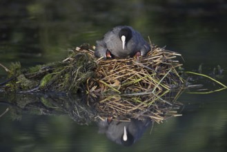 Eurasian Coot (Fulica atra) with chicks on the nest, North Rhine-Westphalia, Germany