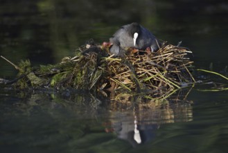 Eurasian Coot (Fulica atra) with chicks on the nest, North Rhine-Westphalia, Germany