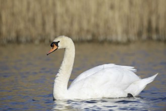 Mute swan (Cygnus olor), North Rhine-Westphalia, Germany