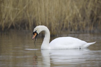 Mute swan (Cygnus olor), North Rhine-Westphalia, Germany