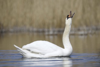 Mute swan (Cygnus olor), North Rhine-Westphalia, Germany