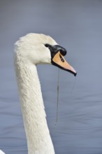 Mute swan (Cygnus olor), portrait, North Rhine-Westphalia, Germany
