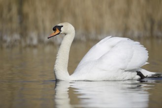 Mute swan (Cygnus olor), North Rhine-Westphalia, Germany