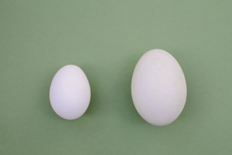 Eggs from the Dalmatian pelican (Pelecanus crispus) and domestic fowl (Gallus gallus domesticus)
