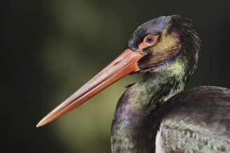 Black stork (Ciconia nigra), portrait, Hesse, Germany