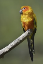 Sun parakeet (Aratinga solstitialis), captive, occurring in Brazil, French Guiana and Venezuela