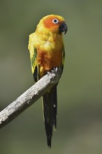 Sun parakeet (Aratinga solstitialis), captive, occurring in Brazil, French Guiana and Venezuela