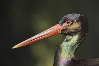 Black stork (Ciconia nigra), portrait, Hesse, Germany