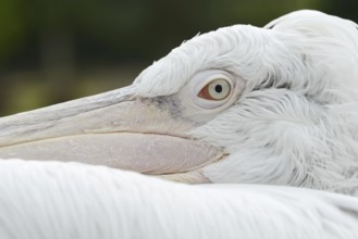 Dalmatian pelican (Pelecanus crispus), portrait, captive, Germany