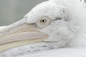 Dalmatian pelican (Pelecanus crispus), portrait, captive, Germany