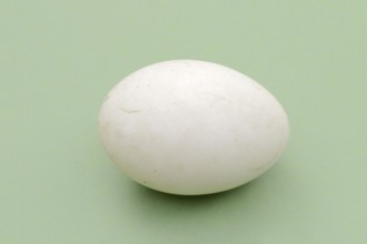 Dalmatian pelican (Pelecanus crispus), egg