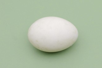 Dalmatian pelican (Pelecanus crispus), egg