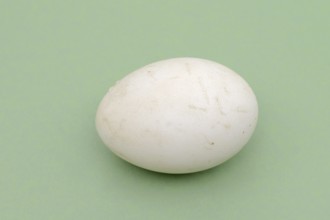 Dalmatian pelican (Pelecanus crispus), egg
