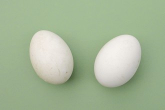 Dalmatian pelican (Pelecanus crispus), eggs