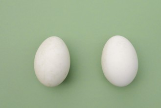 Dalmatian pelican (Pelecanus crispus), eggs