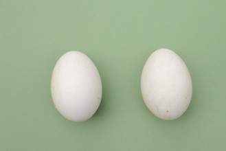 Dalmatian pelican (Pelecanus crispus), eggs