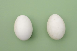 Dalmatian pelican (Pelecanus crispus), eggs