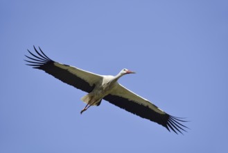 White stork (Ciconia ciconia) flying, North Rhine-Westphalia, Germany