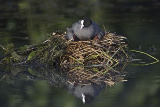 Eurasian Coot (Fulica atra) with chicks on the nest, North Rhine-Westphalia, Germany