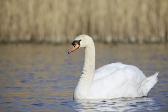 Mute swan (Cygnus olor), North Rhine-Westphalia, Germany