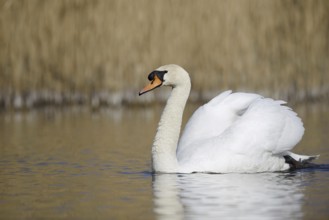 Mute swan (Cygnus olor), North Rhine-Westphalia, Germany