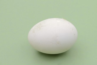 Dalmatian pelican (Pelecanus crispus), egg
