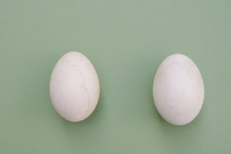 Dalmatian pelican (Pelecanus crispus), eggs
