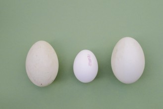 Eggs from the Dalmatian pelican (Pelecanus crispus) and domestic fowl (Gallus gallus domesticus)