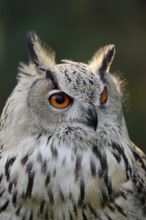 Turkmen Eagle Owl or Turkmen Eagle Owl (Bubo bubo omissus), portrait, captive, occurrence in Asia