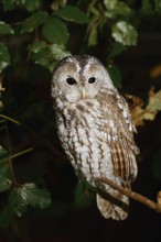 Tawny owl (Strix aluco) sitting on a branch, North Rhine-Westphalia, Germany