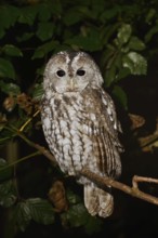 Tawny owl (Strix aluco) sitting on a branch, North Rhine-Westphalia, Germany