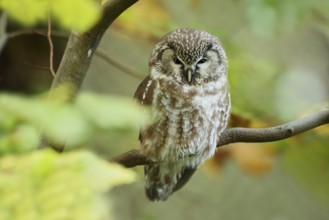 Great Horned Owl (Aegolius funereus), Bavarian Forest National Park, Bavaria, Germany