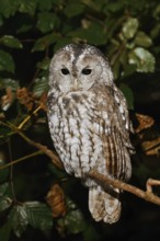 Tawny owl (Strix aluco) sitting on a branch, North Rhine-Westphalia, Germany