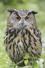 European Eagle Owl (Bubo bubo), North Rhine-Westphalia, Germany
