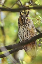 Long-eared owl (Asio otus) sitting in a tree, North Rhine-Westphalia, Germany