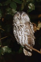 Tawny owl (Strix aluco) sitting on a branch, North Rhine-Westphalia, Germany