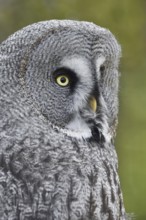 Bearded Owl (Strix nebulosa), portrait, captive, Germany