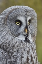 Bearded Owl (Strix nebulosa), portrait, captive, Germany